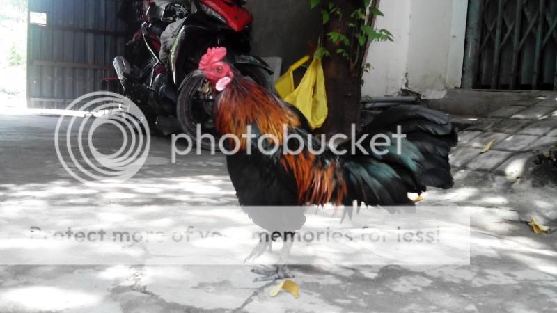 Q8 gà tiền lai thanh lý