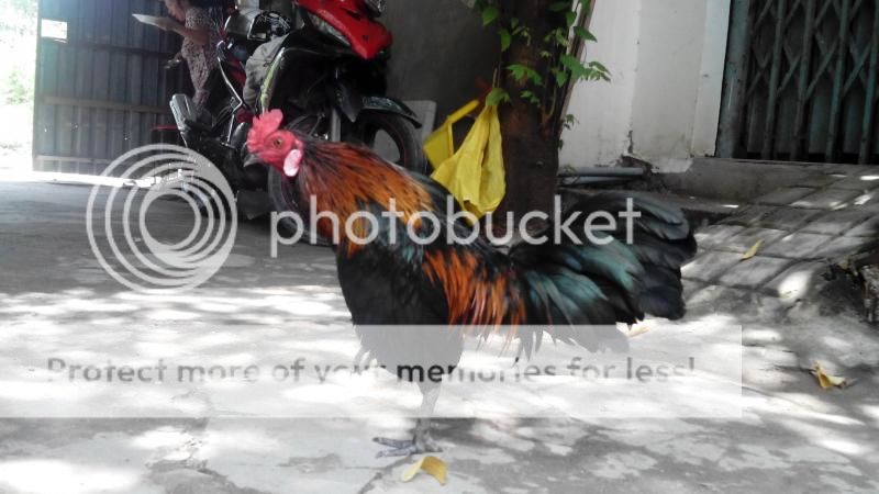 Q8 gà tiền lai thanh lý - 1