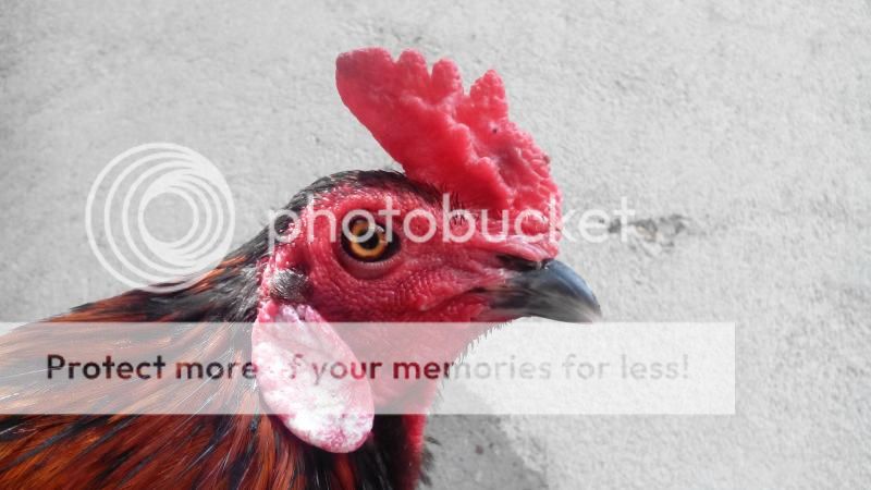 Q8 gà tiền lai thanh lý - 2