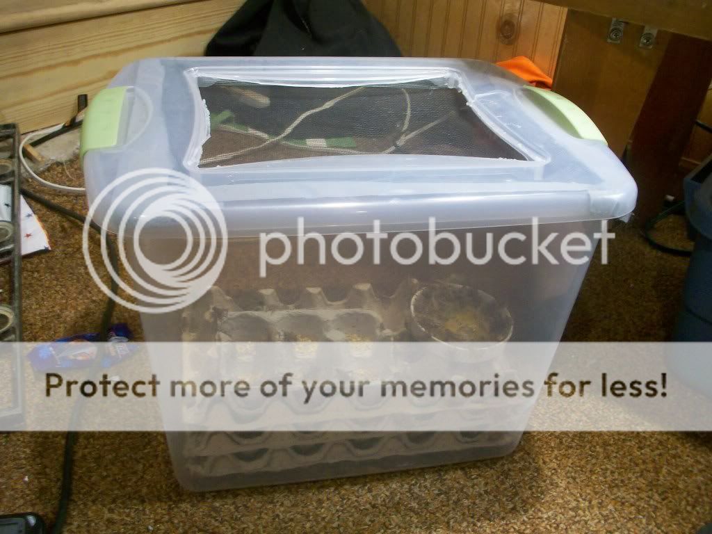 Crickets Dying Feeders