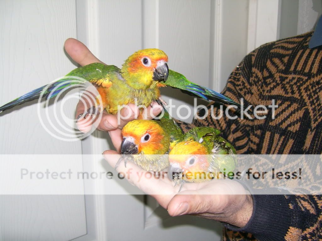 baby sun conure