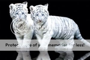 white-tiger-cubs.jpg