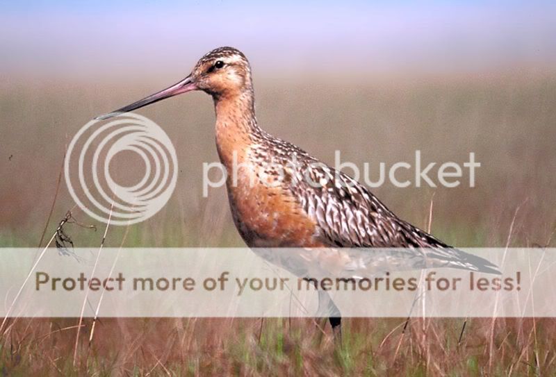 aBartailedGodwit24.jpg