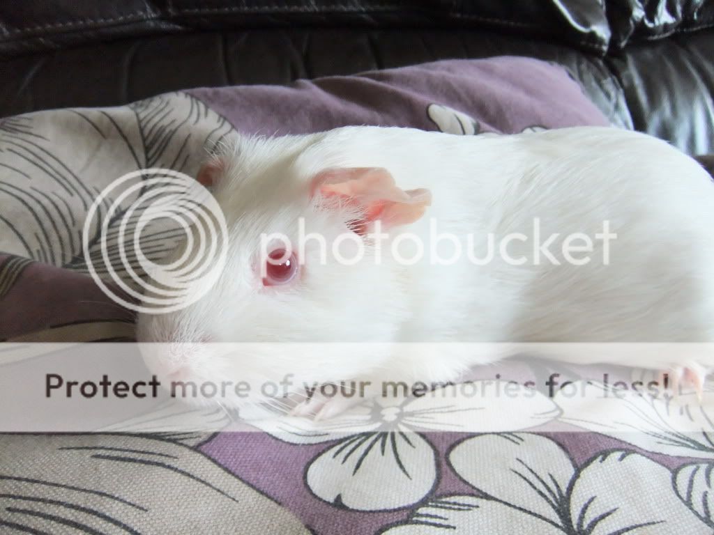 DSCF9271.jpg