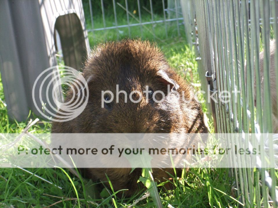 charlie%20munching_zpse36d3869.jpg