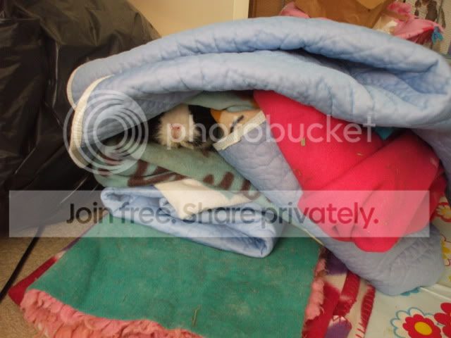 helenscleanoutday.jpg